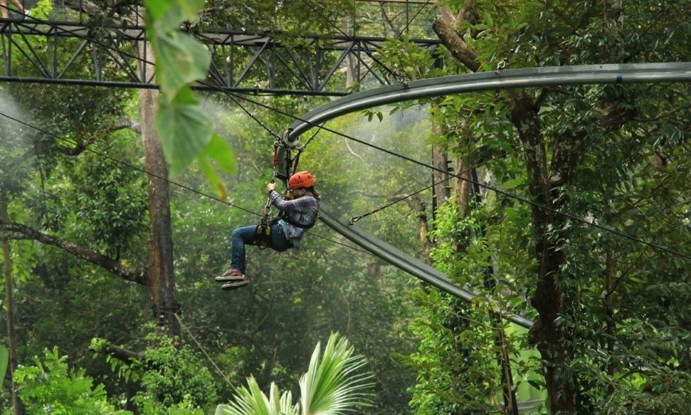 Glide through lush forests